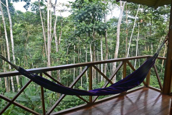 Jungle view