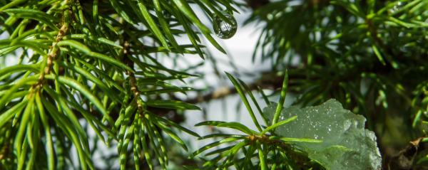 Juniper plant with small water drops