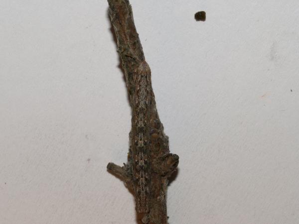Just a branch