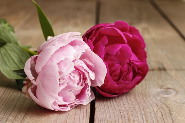 Just flower
