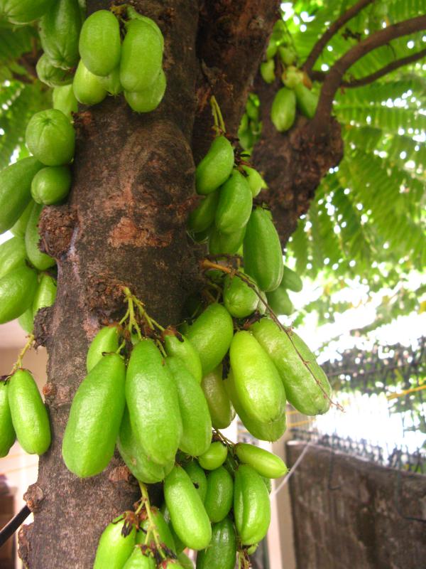 Kamias fruits
