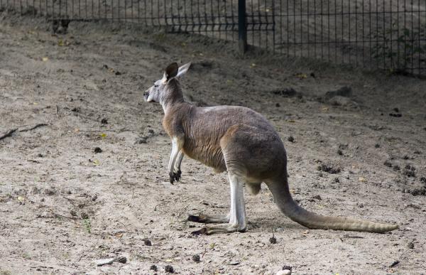 Kangaroo