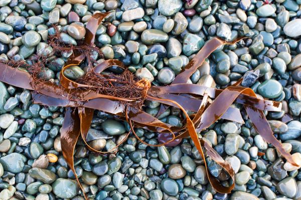 Kelp and Beach Rocks