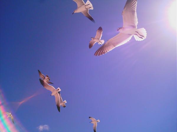 Key west florida birds