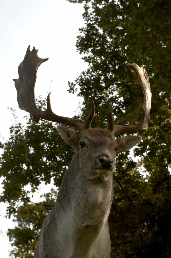 King of the forrest