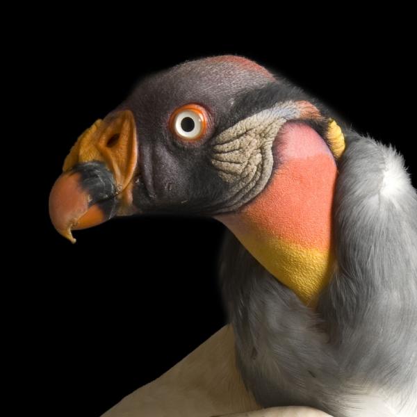 Vulture