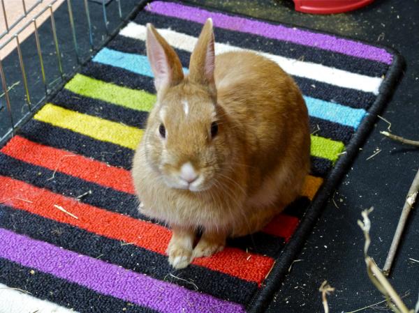 Kirby in her pen