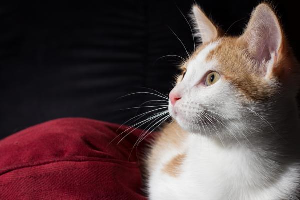 Kitten