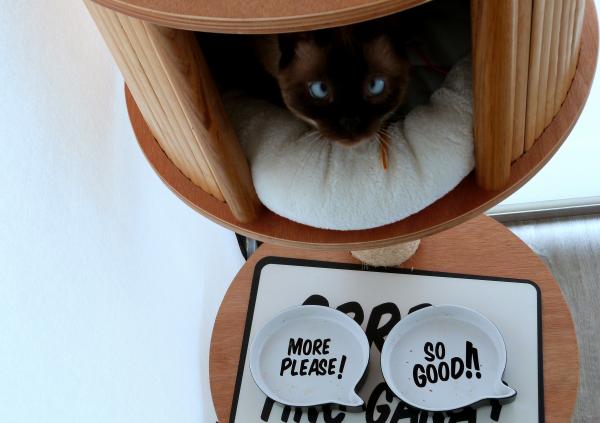 Kitties and their cat tree