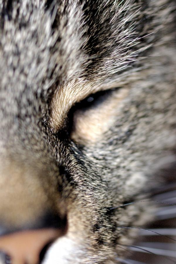 Kitty