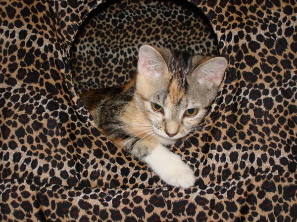 Kitty cat