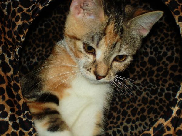 Kitty cat