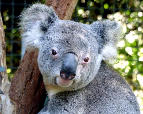 Koala.Birdland Animal Park Batemans Bay NSW.