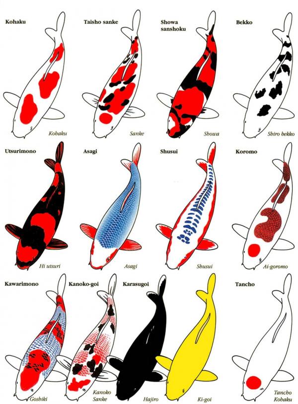 Koi in color