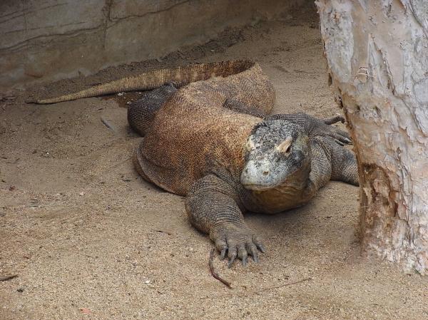 Komodo dragon