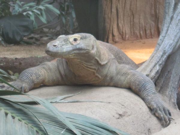 Komodo dragon