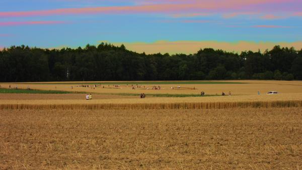 Kornkreis bei Alling in Biburg Bayern am 26. 7. 2015 - Bild: aai