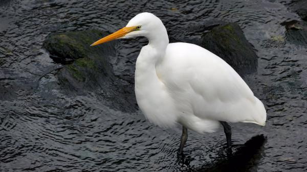 Kotuku, White heron, Egretta alba modesta,