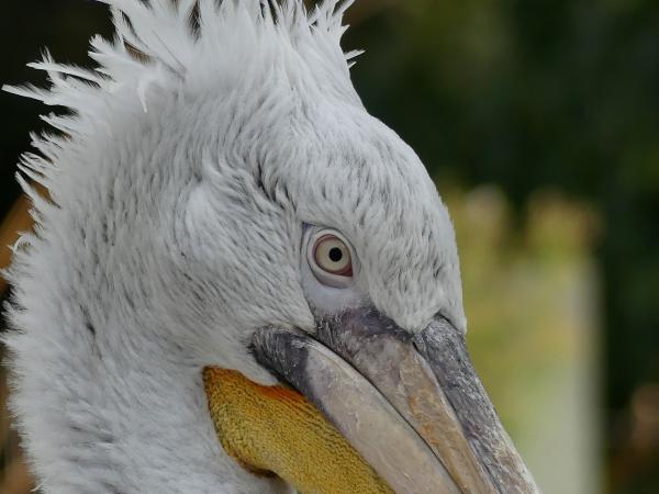 Kroeskop pelikaan Antwerpen