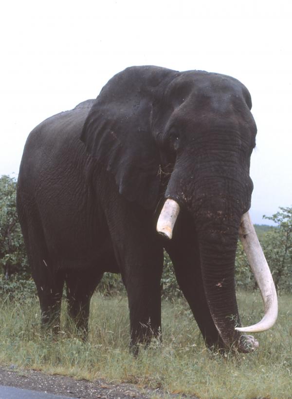 Kruger Park Elephants