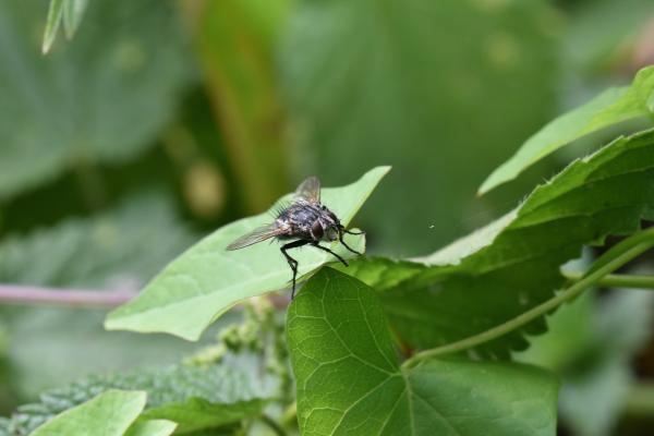 La Varenne 0112