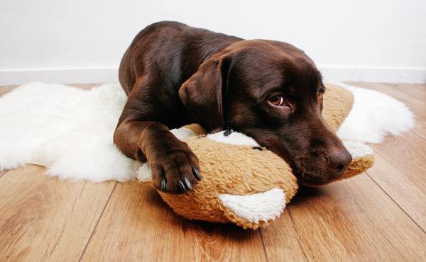 Labrador dog cuddling with teddy bear