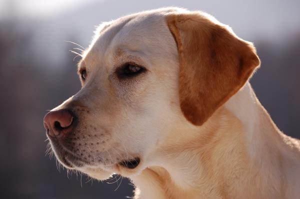 Labrador dog portrait