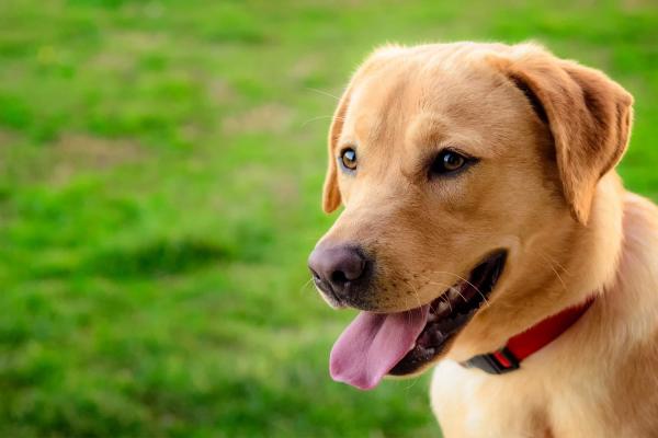 Labrador Retriever