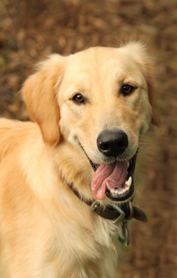 Labrador Retrieving