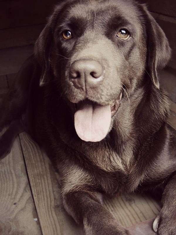 Labrador Retriever
