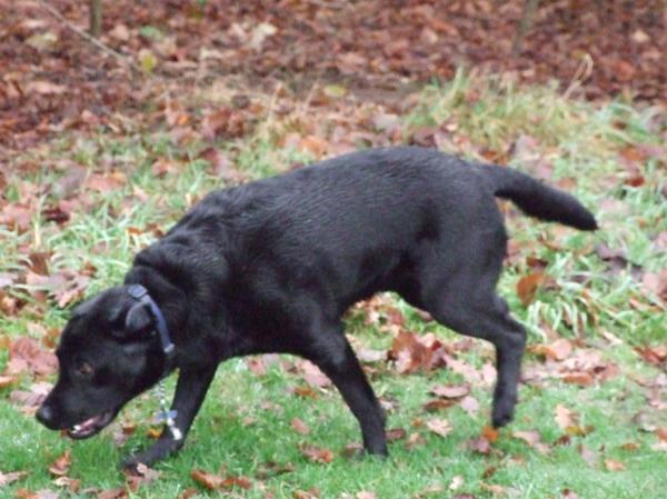 Labrador