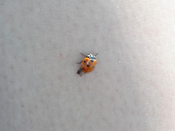 Lady bug