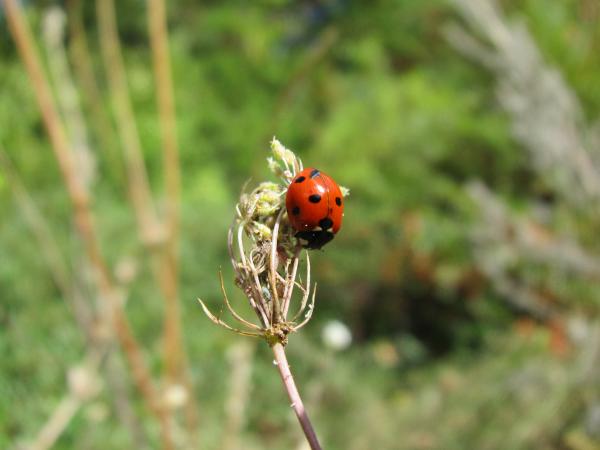 Lady bug on a branch