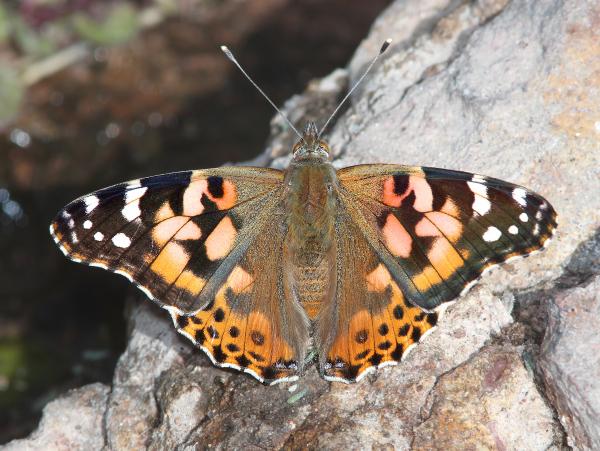 LADY, PAINTED (Vanessa cardui) (3-22-14) rock corral cyn, atascosa mts, scc, az -01