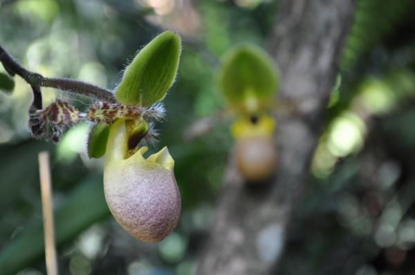 Lady Slipper Orchid