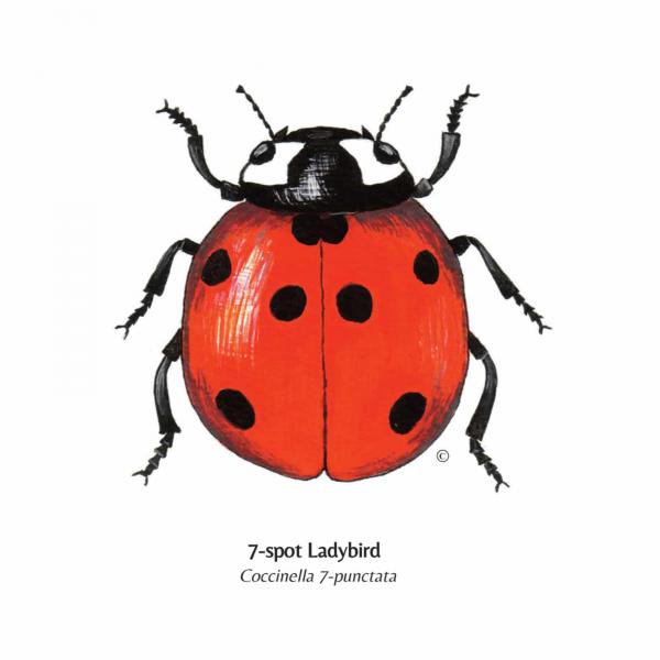 Ladybird