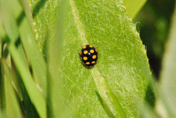 Ladybug
