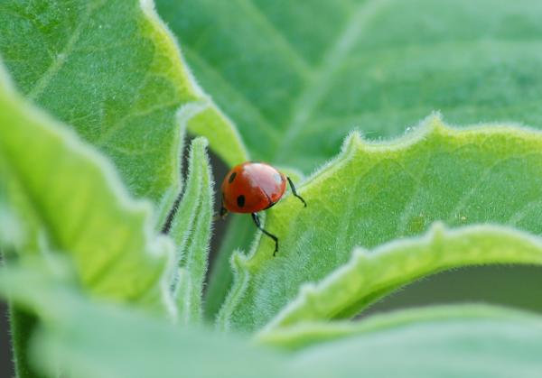 Ladybug