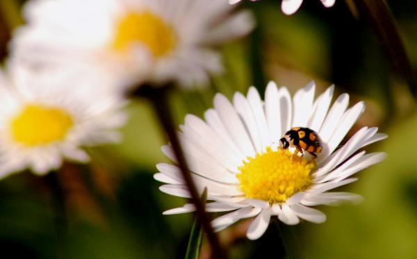 Ladybug