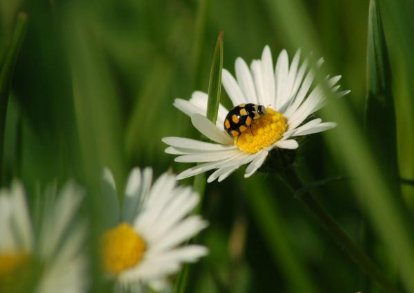 Ladybug