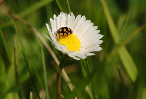 Ladybug