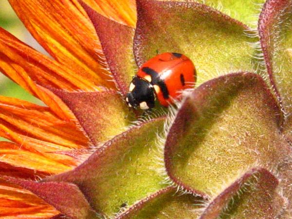 ladybug