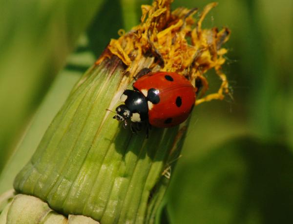 Ladybug