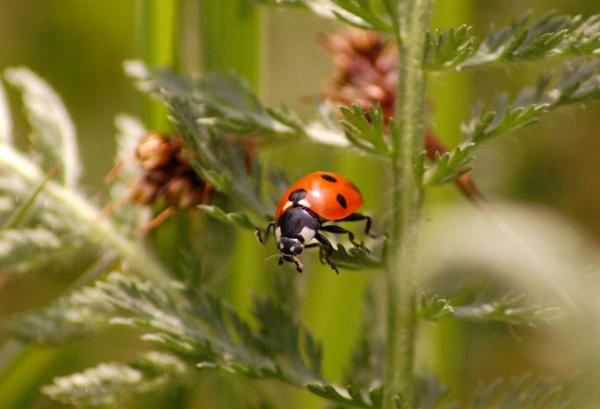 Ladybug