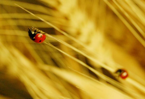 Ladybug