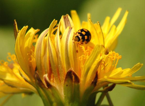 Ladybug