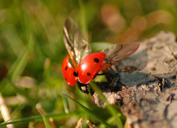 Ladybug