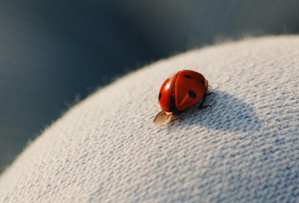 Ladybug