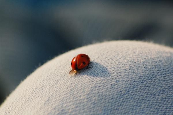 Ladybug