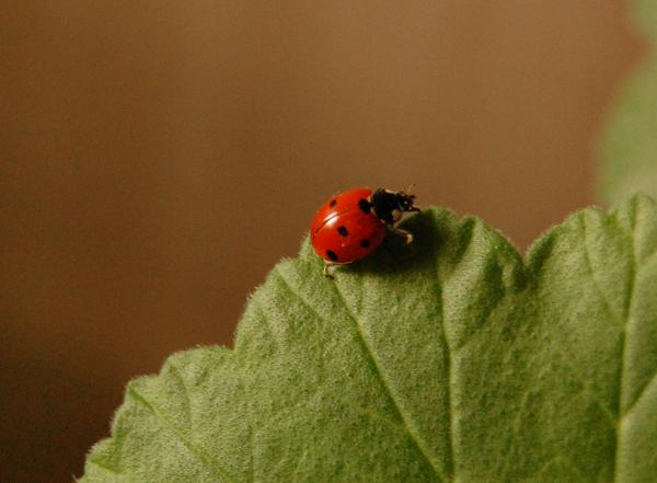 Ladybug